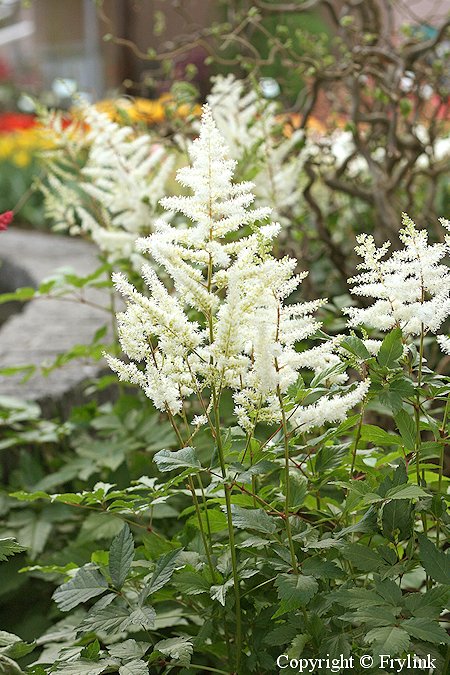 Astilbe Arendsii-Ryhm 'Diamant', tarhajaloangervo